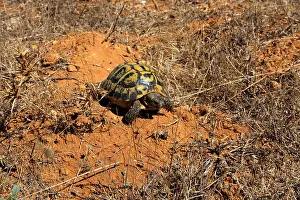 Reptiles Prints: Marginated tortoise (Testudo marginata), Menorca, Balearic Islands, Spain