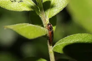 margined click beetle (Dalopius marginatus) Insecta