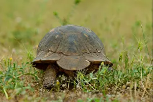 Reptiles Prints: margined tortoise, marginated tortoise (Testudo marginata)