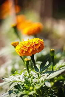 Marigold flower picture in Bangladesh