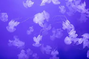 Aquatic Animal Prints: Marina Background, Graceful Encounter: Barrel Jellyfish Gliding through the Ocean Depths