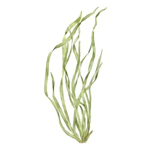 Seagrass Prints: Marine green algae from the underwater world of the ocean