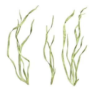 Seagrass Prints: Marine green seaweed from the underwater world of the ocean