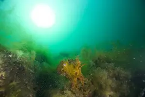 Octopus Hunting Prints: Marine Life of Port Philip bay, Australia