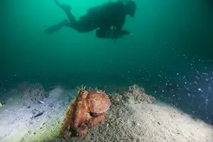 Australia Wildlife Prints: Marine Life of Port Philip bay, Australia