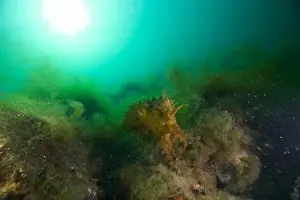 Weedy Sea Dragon Prints: Marine Life of Port Philip bay, Australia