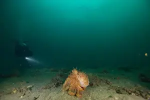 Weedy Sea Dragon Prints: Marine Life of Port Philip bay, Australia
