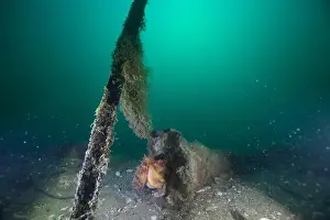Weedy Sea Dragon Prints: Marine Life of Port Philip bay, Australia