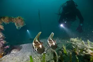 Weedy Sea Dragon Prints: Marine Life of Port Philip bay, Australia