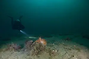 Weedy Sea Dragon Prints: Marine Life of Port Philip bay, Australia