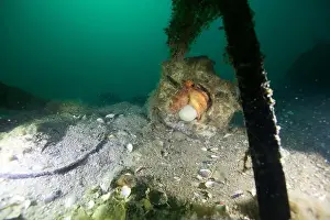 Weedy Sea Dragon Prints: Marine Life of Port Philip bay, Australia
