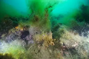 Weedy Sea Dragon Prints: Marine Life of Port Philip bay, Australia