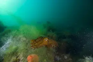 Weedy Sea Dragon Prints: Marine Life of Port Philip bay, Australia