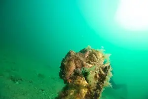 Weedy Sea Dragon Prints: Marine Life of Port Philip bay, Australia