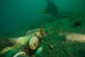 Weedy Sea Dragon Prints: Marine Life of Port Philip bay, Australia