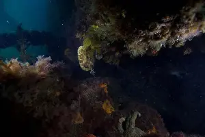 Weedy Sea Dragon Prints: Marine Life of Port Philip bay, Australia