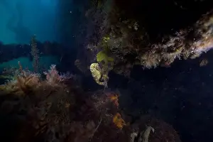 Scuba Diver Prints: Marine Life of Port Philip bay, Australia