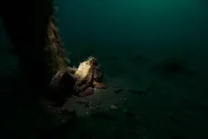 Scuba Diver Prints: Marine Life of Port Philip bay, Australia