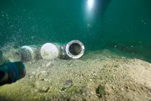 Scuba Diver Prints: Marine Life of Port Philip bay, Australia