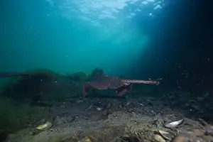 Scuba Diver Prints: Marine Life of Port Philip bay, Australia