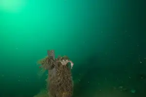 Scuba Diver Prints: Marine Life of Port Philip bay, Australia