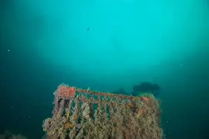 Scuba Diver Prints: Marine Life of Port Philip bay, Australia