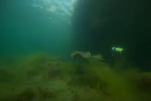 Scuba Diver Prints: Marine Life of Port Philip bay, Australia