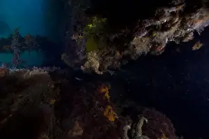 Scuba Diver Prints: Marine Life of Port Philip bay, Australia