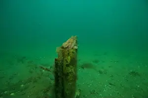 Scuba Diver Prints: Marine Life of Port Philip bay, Australia