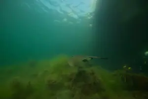 Scuba Diver Prints: Marine Life of Port Philip bay, Australia