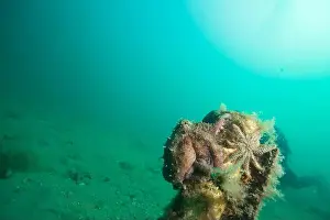 Scuba Diver Prints: Marine Life of Port Philip bay, Australia