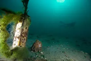 Scuba Diver Prints: Marine Life of Port Philip bay, Australia
