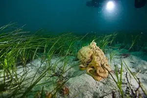 Sand Beach Prints: Marine life Of port philip bay, Victoria, Australia