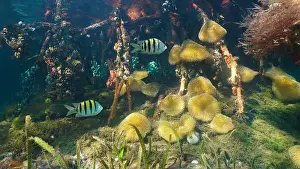 Mangrove Prints: Marine life underwater in the mangrove roots with sea anemones and fish