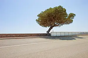 Bent Prints: Maritime Pine curved tree on scenic coastal road to Saint Tropez in French Riviera