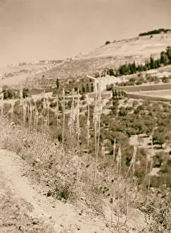 1940 Prints: Maritime squills in Kedron, Kidron Valley