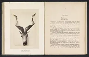 Wild Goat Prints: The markhoor, c. 1859 - in or before 1869 photograph London photographic support albumen print goat