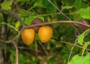 Pods Prints: Marmot Plum, Prunus brigantina in fruit in autumn, Maritime Alps