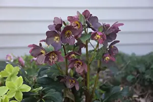 Light Green Prints: Maroon Hellebores and light green and yellow Hellebore flowers andflowers blooming