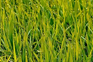 Wild Plant Prints: Marsh grass kissed with an early morning dew in rural Alberta Canada