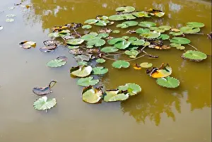 Marsh plants. Vegetation on the surface of the swamp. Background