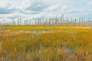 Water Forest Prints: Marshland Grasses In Front of a Cyress Stand in Okefenokee National Wildlife Refuge in Georgia