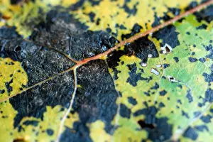 Pests Prints: Marssonia Leaf Spot (Marssonina brunnea)