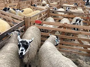 Breeds Prints: Masham Sheep Fair