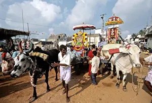 Bulls Prints: Masi magma festival at vaithi in Pondicherry ; Tamil Nadu ; India NOMR