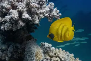 Underwater Photograph Prints: Masked Butterfly Fish in Red Sea near Marsa Alam, Egypt