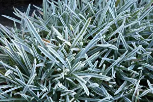 Hoar Prints: Mass of strap shaped Sea Thrift leaves [Armeria maritima] each has a heavy frosty coating of ice crystals