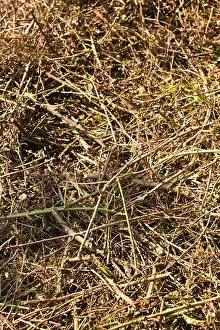 Bent Prints: mass of wild roses stems cut up and shredded clearing low level forest