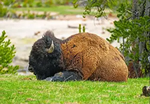 River Bank Prints: Massive Bison Resting on a River Bank in the Hayden Valley in Yellowstone National Park in Wyoming