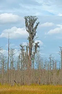 Ecotravel Prints: Massive Cypress Tree Growing High Above the Wetland in the Okefenokee National Wildlife Refuge in Georgia